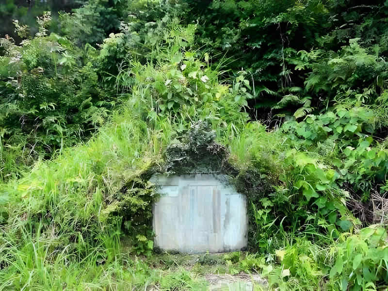 坟头长草