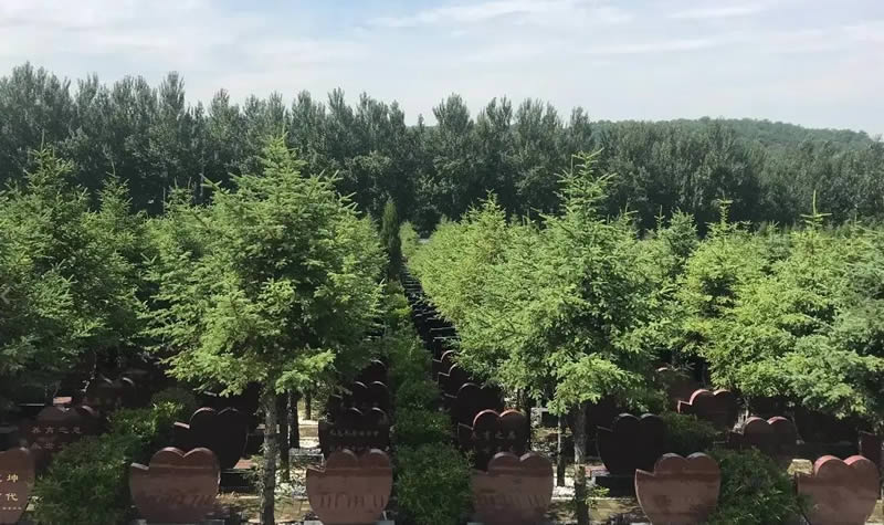 纪念林墓园